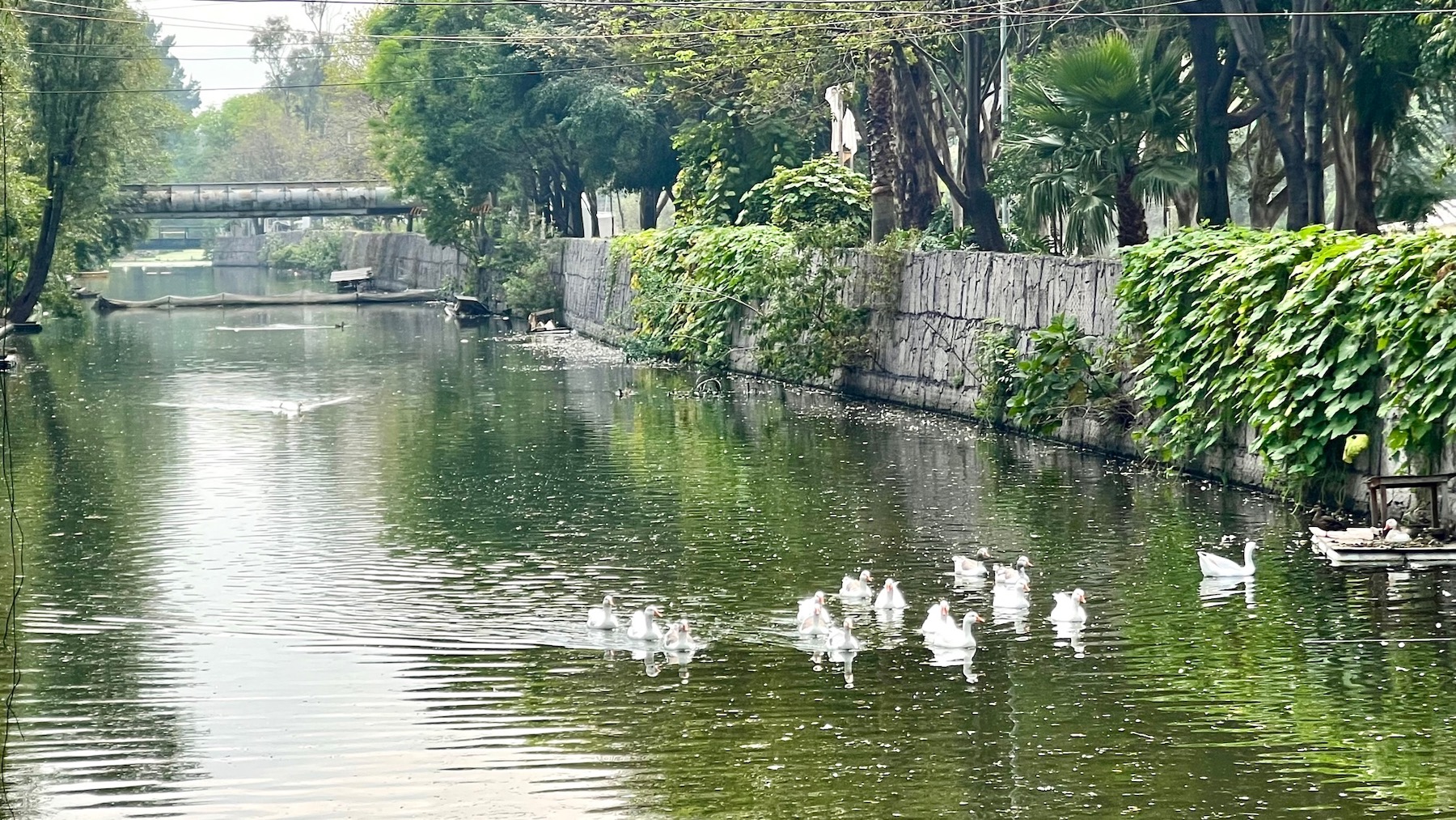 View of Canal Nacional, an oasis in central Mexico City.