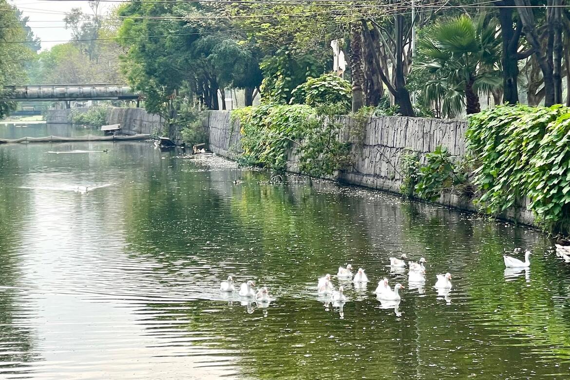 View of Canal Nacional, an oasis in central Mexico City.