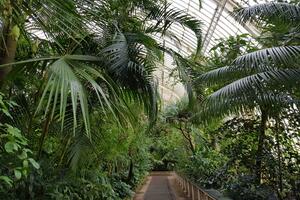 Interior of the Palm House, UK.