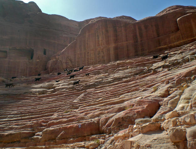 Goats roam freely in the massive Hellenistic Theater of Petra, 2011