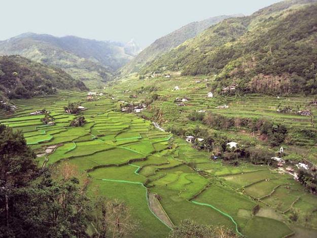 Rice Terraces of the Philippine Cordilleras