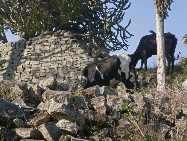 Animals roam freely at the stone walls, 2015