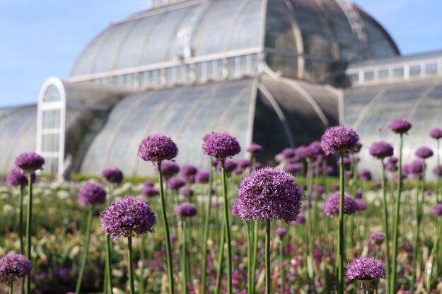 Alliums in front of the Palm House in the Summer 