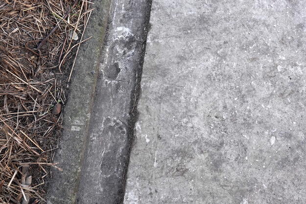 Child's footprints found in original woodshed concrete slab, circa 1940s. 