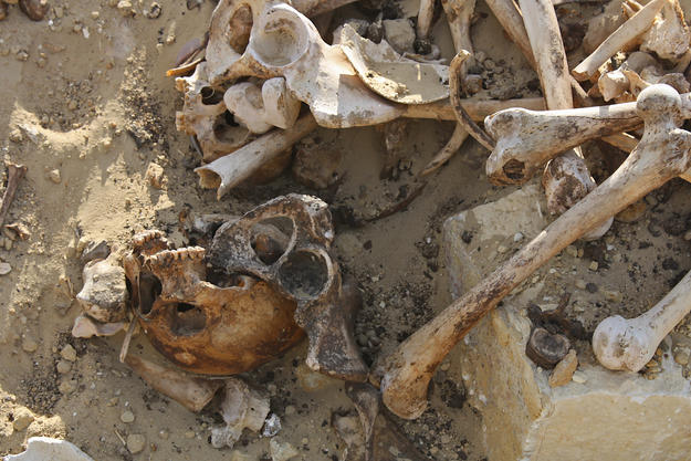 Human remains found at Abusir el-Malek, 201