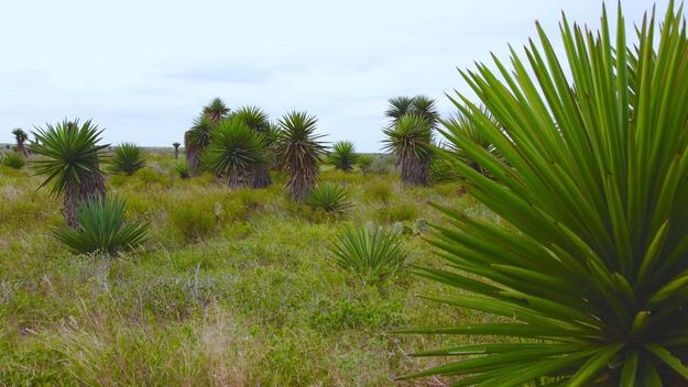 Yuccas in Garcia Pasture, 2019.