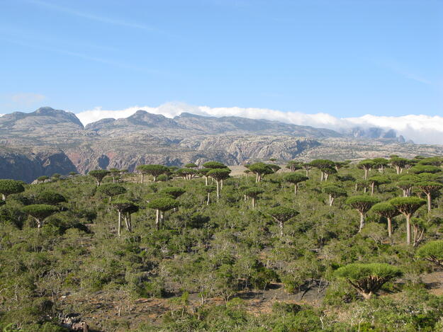 The iconic Dragons Blood Tree, endemic to Soqotra and making up extensive woodlands, demonstrating the unique biodiversity for which Soqotra was inscribed on the World Heritage List in 2008, 2007.