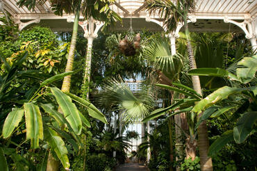 Tropical plants at the Palm House, UK.