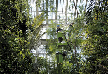Caring for the plants at the Palm House, UK, which is home to a number of endangered species.